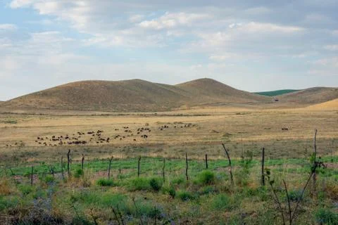 Herd of sheep in steppe Stock Photos