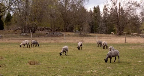 Herd of sheep time lapse Video stock 129634097