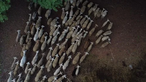 Herd of Sheep Top Shot Stockbeeldmateriaal 311608077