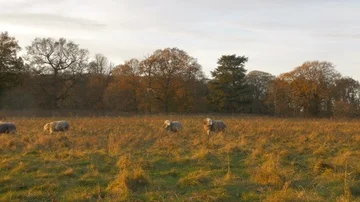 Herd of sheep walking across British farmers field in UK  Stock Footage 85645631