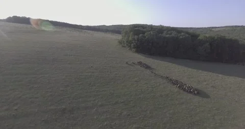 A herd of sheep walking across a grass field Stock Footage 130828904