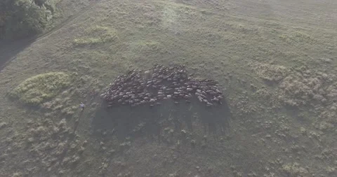 A herd of sheep walking across a grass field Stock-Footage 130829922