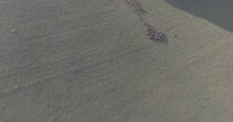 A herd of sheep walking across a grass field Stock-Footage 130829952