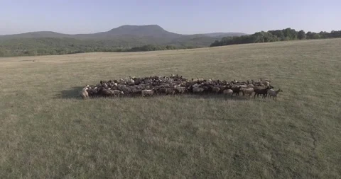 A herd of sheep walking across a grass field Stock-Footage 130830086