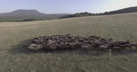 A herd of sheep walking across a grass field Stock-Footage 130830645