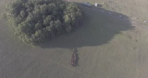A herd of sheep walking across a grass field Stock-Footage 130830667