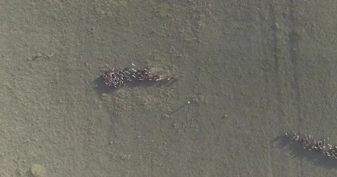 A herd of sheep walking across a grass field Stock-Footage 130830705