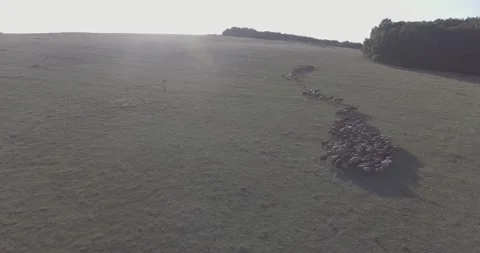 A herd of sheep walking across a grass field Stock-Footage 130830769