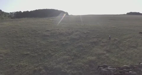 A herd of sheep walking across a grass field Stock-Footage 130830848