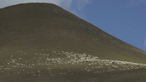 Herd of sheep walking along the grass in the mountain Stock Footage 81877530