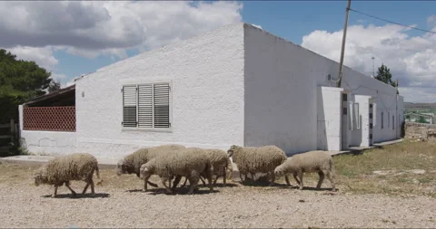 A herd of sheep walking in a farm during a summer day Stock Footage 146140782
