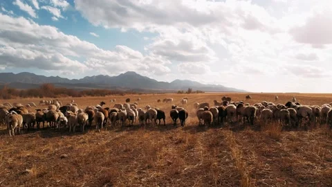 Herd of Sheep Walking on the Field between Mountains, nice animals. Animals Vídeos de archivo 233424197