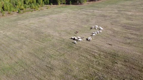Herd Of Sheep Walking On The Field Between Mountains, Nice Animals. Animals Stock Footage 249438202
