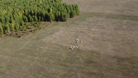 Herd Of Sheep Walking On The Field Between Mountains, Nice Animals. Animals Stock Footage 249438204