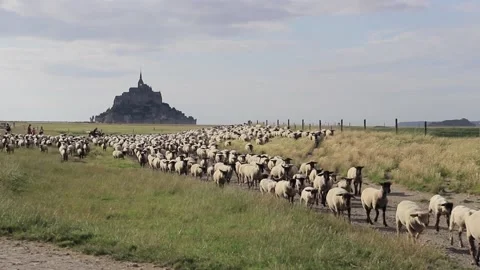 A herd of sheep walking in the fields of mont saint michel in france Stock Footage 168312059