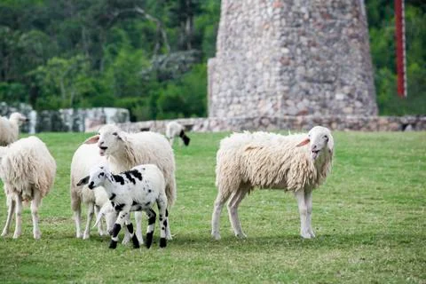 Herd of sheep walking on grass Stock Photos