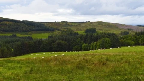 Herd of sheep walking on green meadow. United Kingdom. Stock Footage 84256436