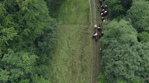 Herd of sheep walking on a path in the forest Stock Footage 340561079