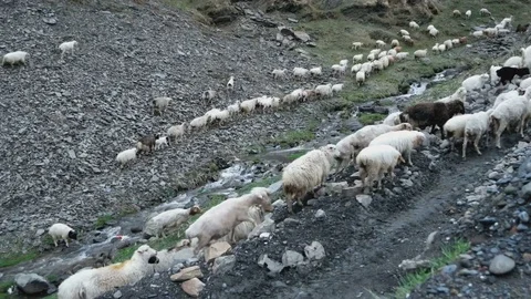 Herd of sheep walks along small river. Camera movement. Stock Footage 76935011