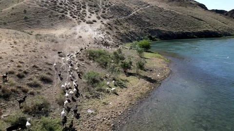 Herd of sheep1 Video stock 246942889