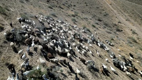 Herd of sheep10 库存影片 246947147