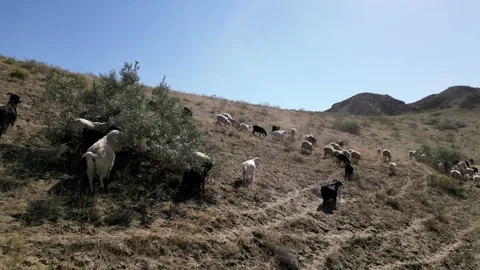 Herd of sheep11 Video stock 246947746