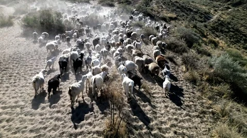 Herd of sheep2 Video stock 246943021