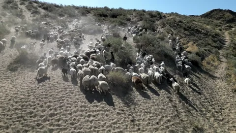 Herd of sheep3 库存影片 246944118