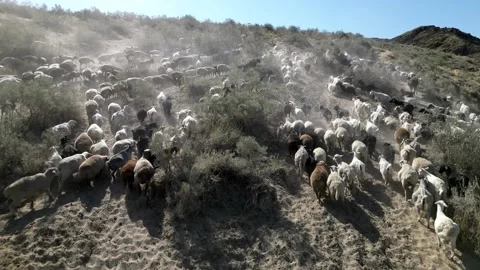 Herd of sheep4 Video stock 246943137