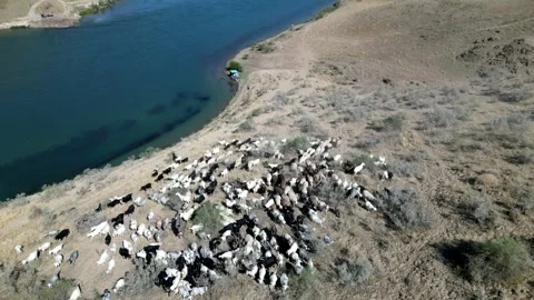 Herd of sheep5 库存影片 246944192