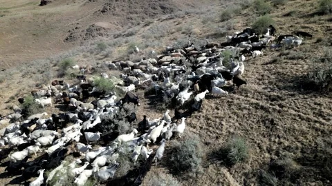 Herd of sheep6 Video stock 246946079