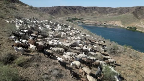 Herd of sheep7 Video stock 246946506