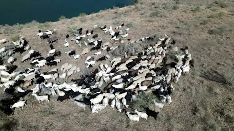 Herd of sheep8 Video stock 246946406