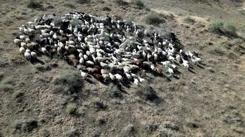 Herd of sheep9 库存影片 246946653