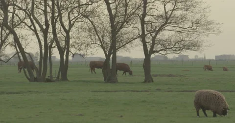 Herd of sheeps and cattle eating grass in a flat meadow Stock Footage 145145571