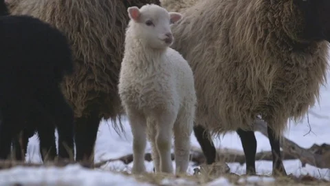 Herd of sheep's and lamb in the field on a winter day Stock Footage 83865024