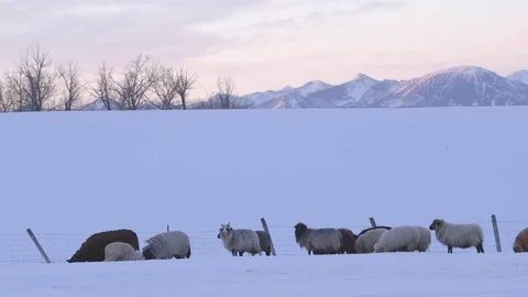 Herd of sheep's and lamb grazing on the snowy landscape Stock Footage 83864245
