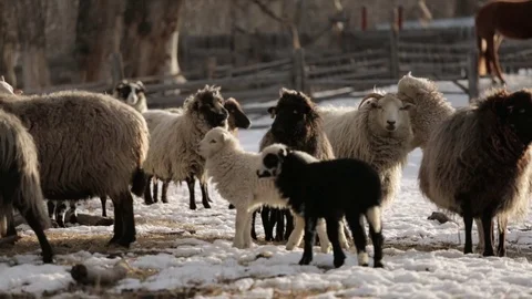 Herd of sheep's and lamb standing in snowy field Stock Footage 83864982