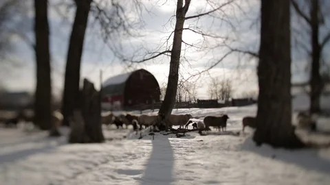 Herd of sheep's and lamb standing in snowy field Stock Footage 83864984