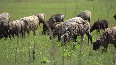 Herd of sheeps chewing. Sheep on meadow, field, farming Stock Footage 76484199
