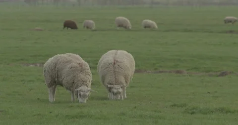Herd of sheeps eating grass in a flat meadow Stock Footage 145146396