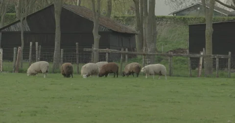 Herd of sheeps eating grass in a flat meadow Stock Footage 145148948