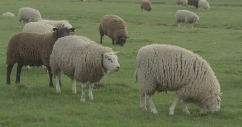 Herd of sheeps eating grass in a flat meadow Stock Footage 145149951