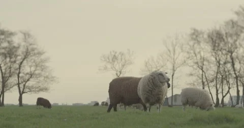 Herd of sheeps eating grass in a flat meadow Stock Footage 145150201
