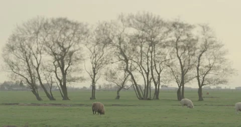 Herd of sheeps eating grass in a flat meadow Stock Footage 145150613