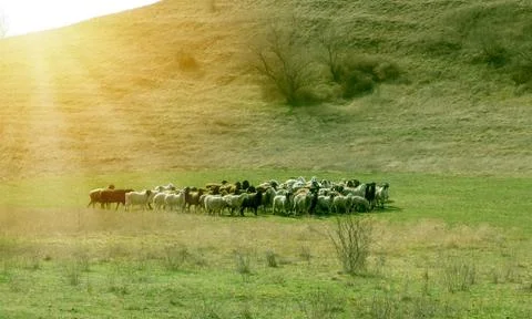 Herd of sheeps in field Photos