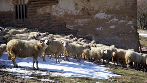 Herd of sheeps Stock Footage 158861100