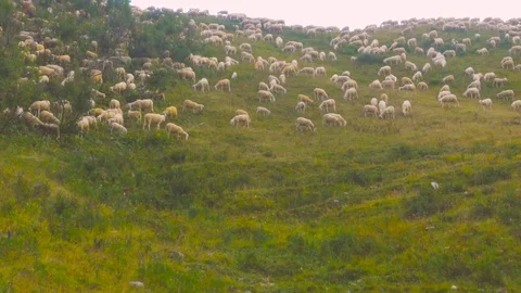 Herd of Sheeps graze alpine pasture on rocky mountain slope Stock Footage 78732803