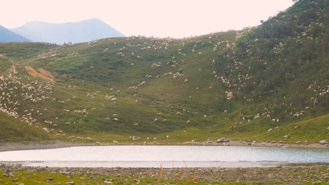 Herd of Sheeps graze alpine pasture on rocky mountain slope Stock Footage 78732866