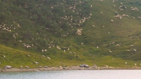 Herd of Sheeps graze alpine pasture on rocky mountain slope Video stock 78732880